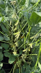 Soybean plants with seed pods from the ground to the top in the R6, Full Seed stage of development.