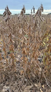 Nearly all of the area soybean fields have reached the R8, Full Maturity stage. The exception are the double-crop fields.