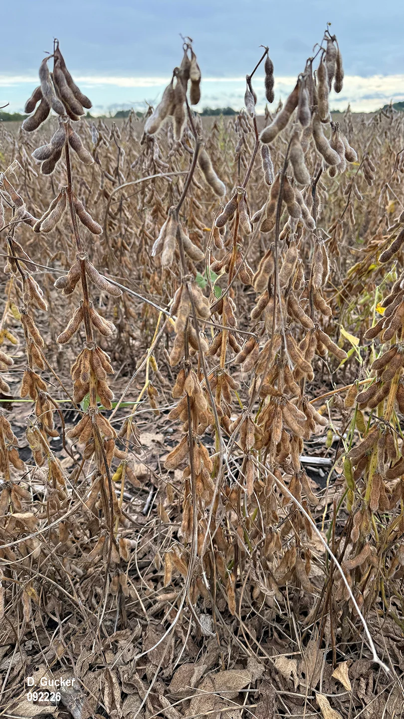 Nearly all of the area soybean fields have reached the R8, Full Maturity stage. The exception are the double-crop fields.