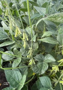 Soybean plant with pods from the ground to the top nearing the end of the Beginning Seed, or R5 stage. A Japanese beetle is visible on a leaflet.
