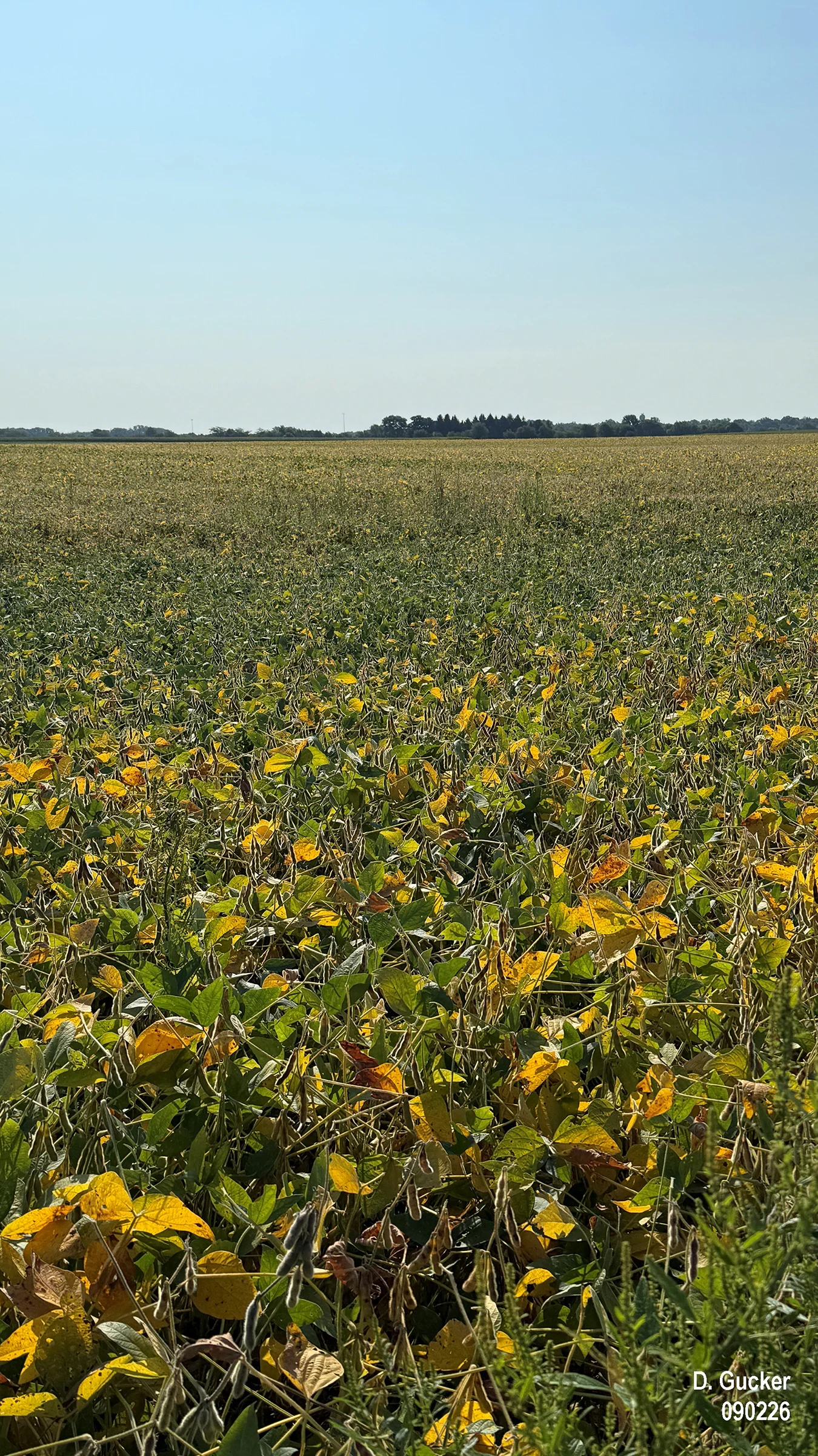 Early maturity soybean fields are turing yellow and approaching the R8, Full Maturity stage.
